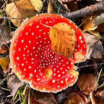 Mushroom season