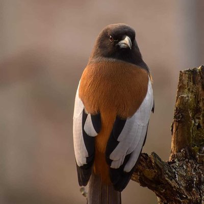 Angry bird... 