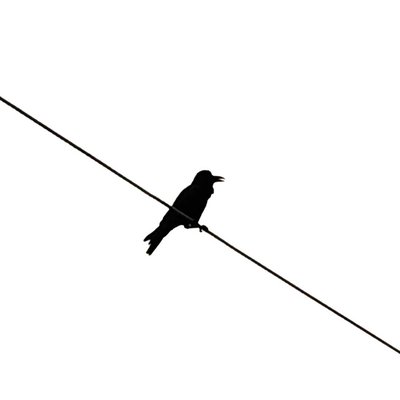 BIRD MINIMAL