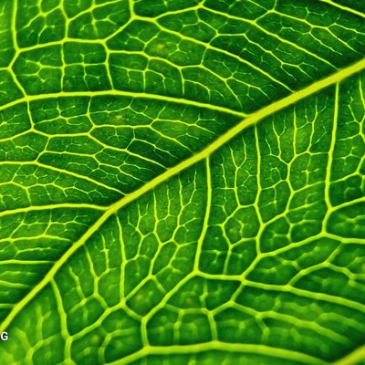 Reticulation of leaves 🥰