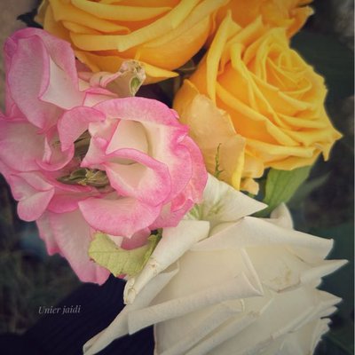 roses 🌹 from my garden 