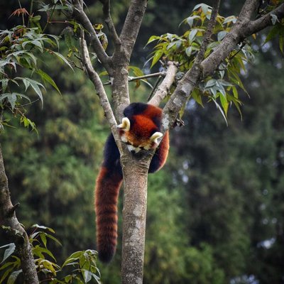 The Red Pandas