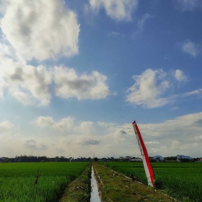 Area persawahan desa Sobontoro