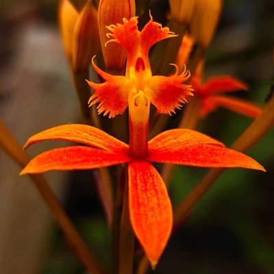 Epidendrum ibaguense 'Oranye'