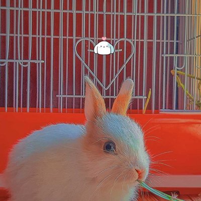 🐇 rabbit❣