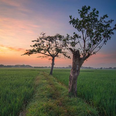 Dua pohon
