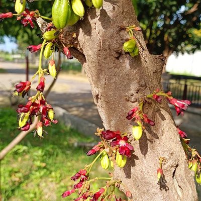 " Averrhoa Bilimbi "