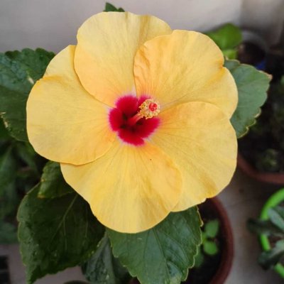 A Beautiful Piece of Nature