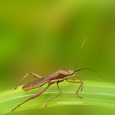 Macro