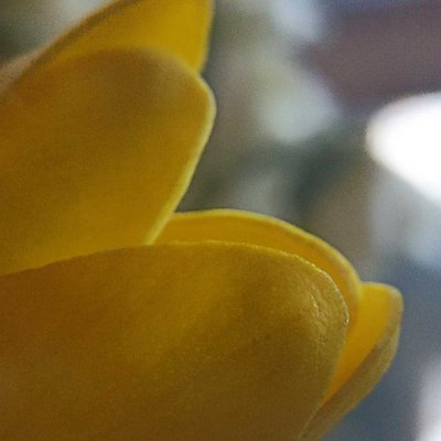 Bunga Tulip