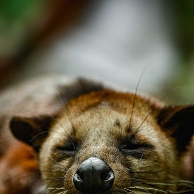 Weasel