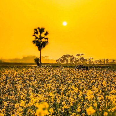 sunset lovers...🌻🧡✨️