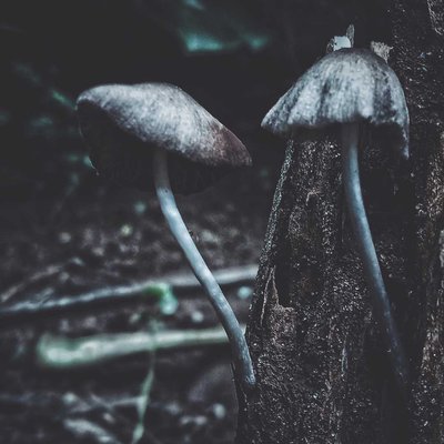 🍄✨