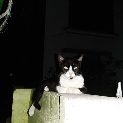 Spooky cat