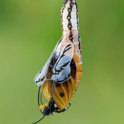 metamorfosis