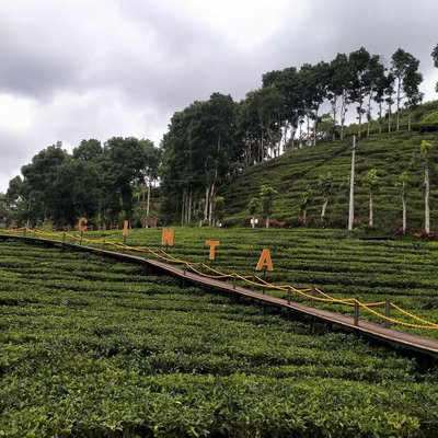 Kebun Teh