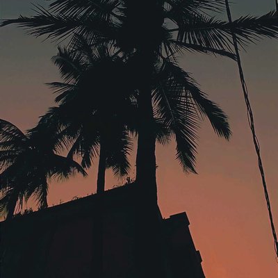 🌴🌴