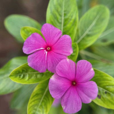 Madagascar periwinkle
