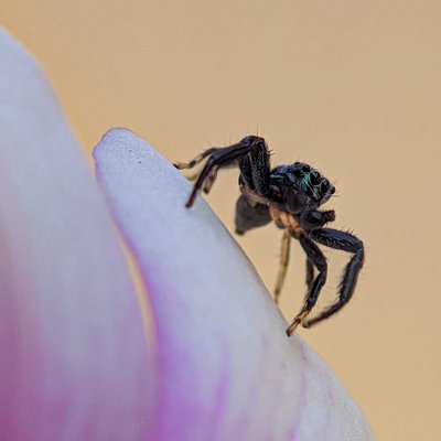 Jumping spider