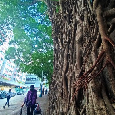 Tree wall at kenndy town