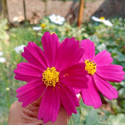 Beautiful flowers 