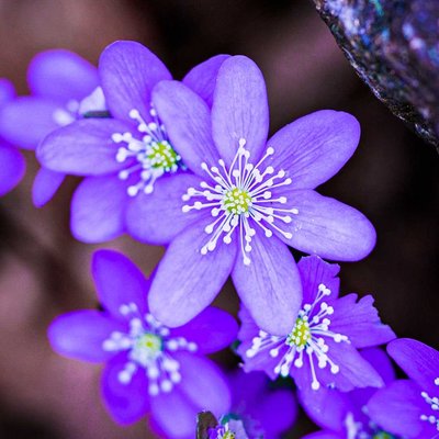 beautiful colours of nature 