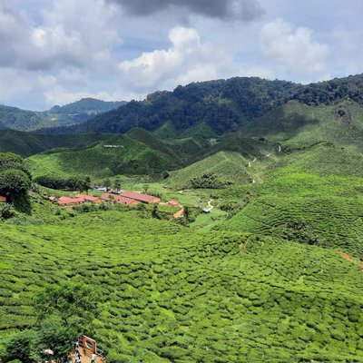 Ladang tea boh Cameron Highland