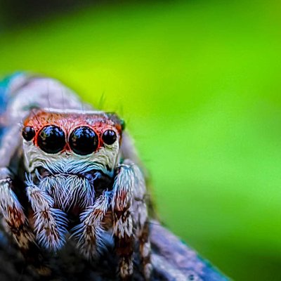 Evarcha/jumping spider
