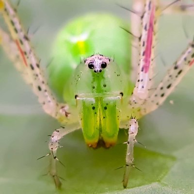 Green lynx Spider female.