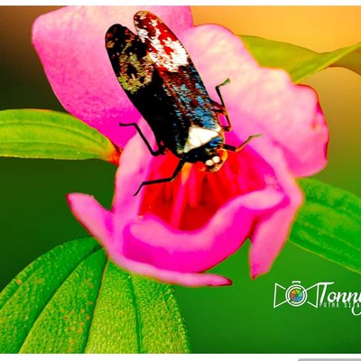 Leafhoppers