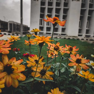 Flowers don’t tell, they show.