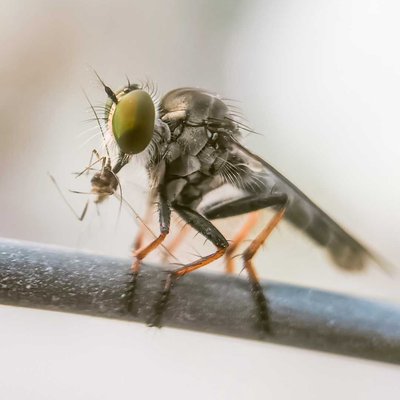 ROBBER FLY WITH A PREY