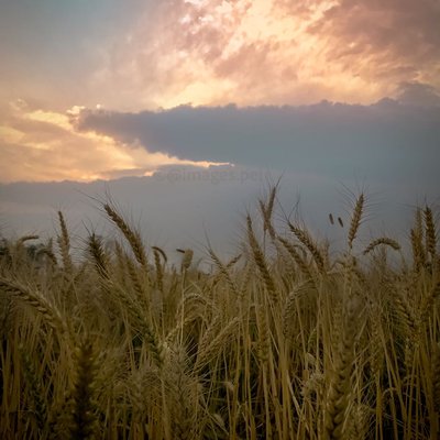 dramatic sky and golden fields🌾😍