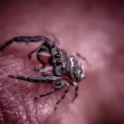 Laba-laba / Spider