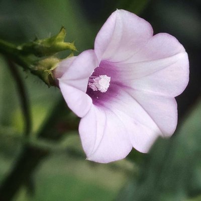 Ipomoea triloba