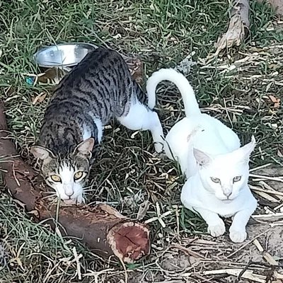 couple cat 😺