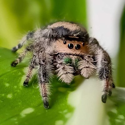 Phidippus regius