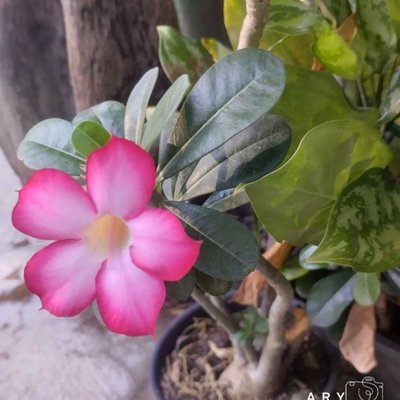 Kamboja jepang