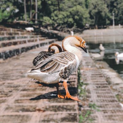 collectorate pond 📍