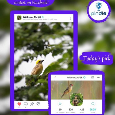 Pindle Today's pick 