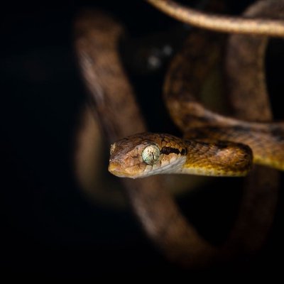 Beddome’s Cat Snake.