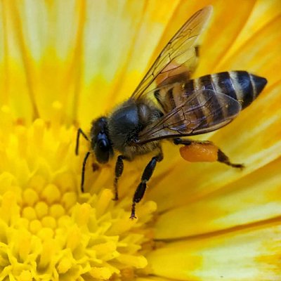Macro photography of an Indian honey bee