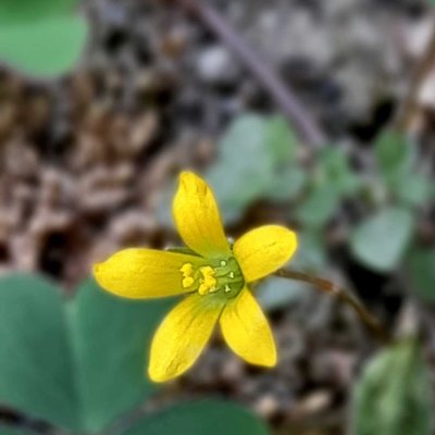 Oxalis dillenii
