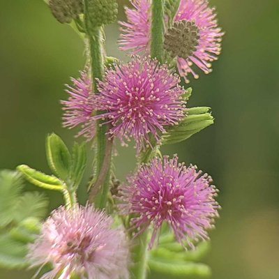 Mimosa diplotricha 