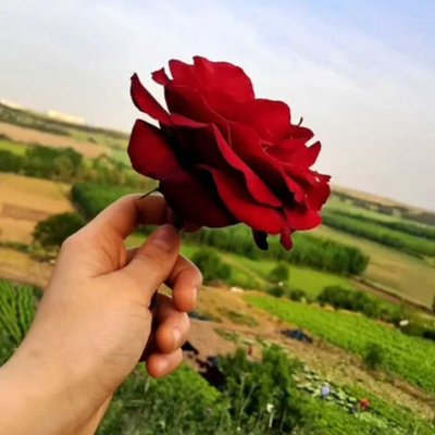 🌹