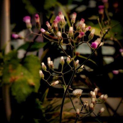 bunga rumput