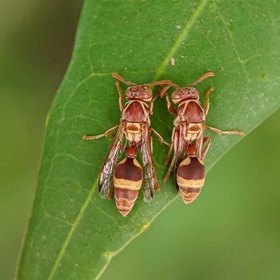 Pair of paper wasp resting 