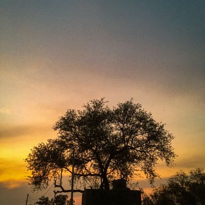Tree is life वृक्ष ही जीवन ह 
