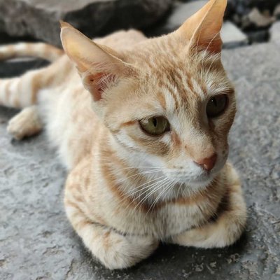 Life is Better with a Cat