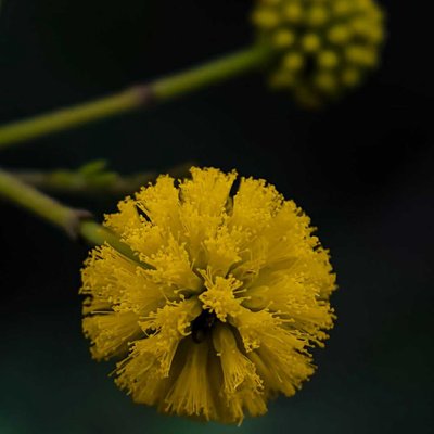 A Macro Flower 